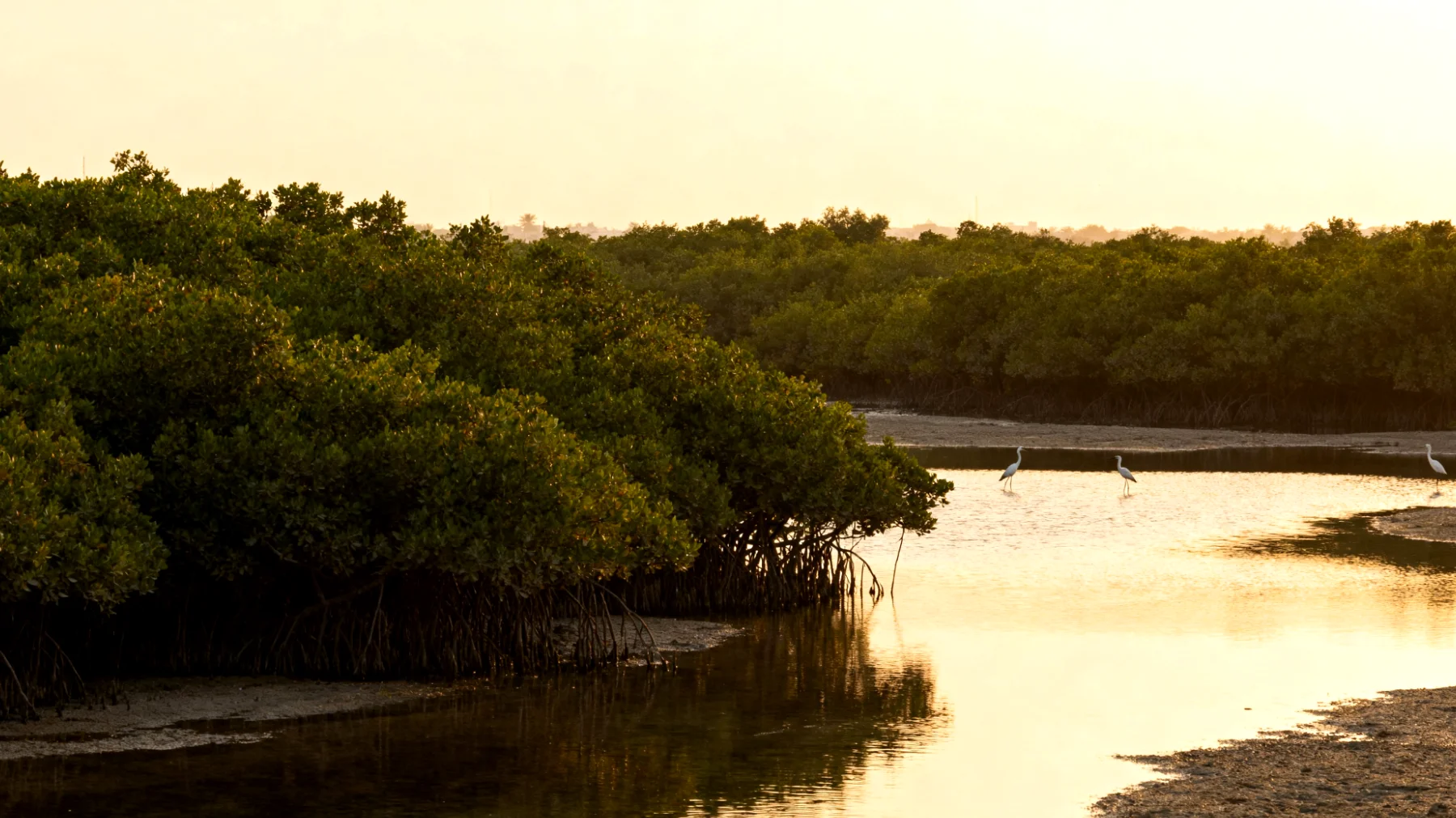 Riserva Naturale di Ras Al Khor"
