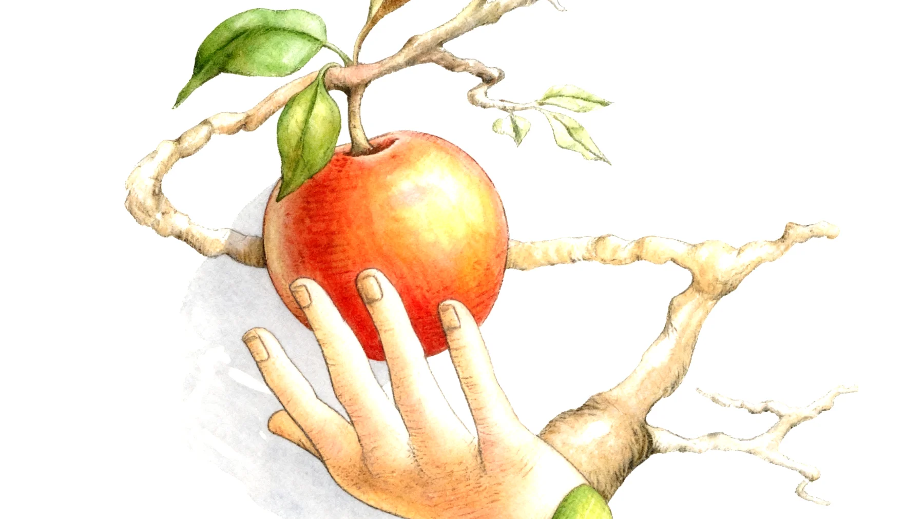 Forbidden Fruit2026-01-02T16:47:46.699Z"